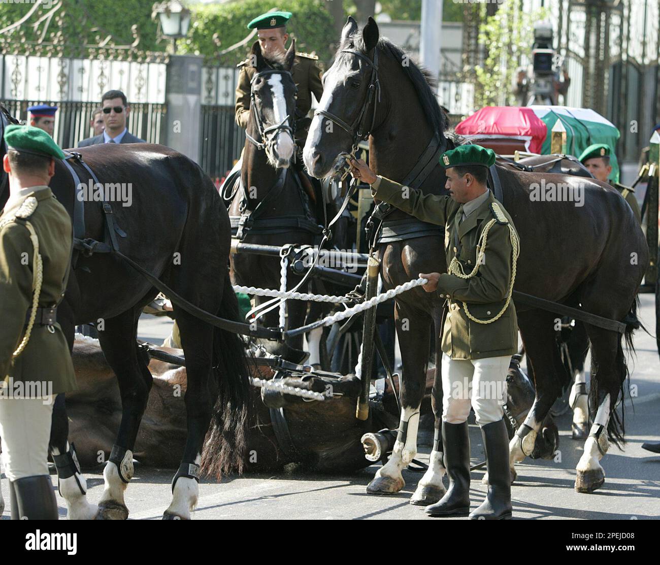 One of the Egyptian honour guard horses pulling the coffin of