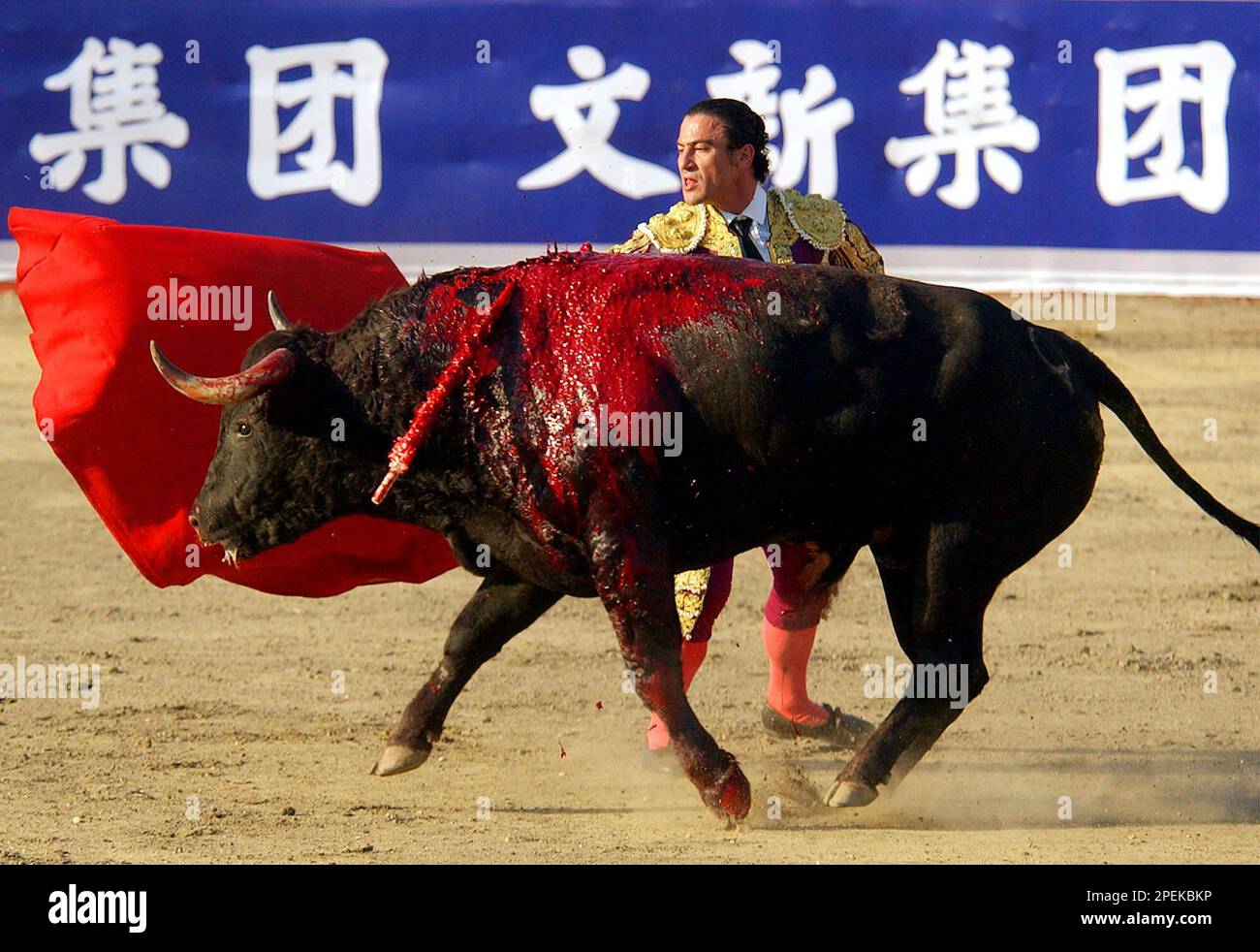 Why bullfighter capes are red