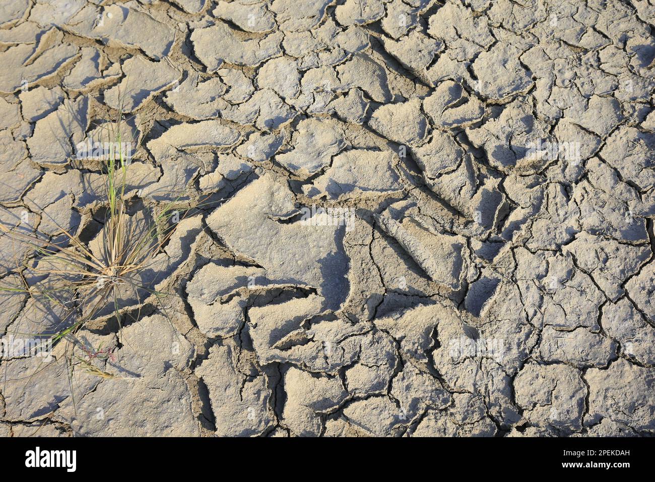 Climate warming dry chapped land Stock Photo - Alamy
