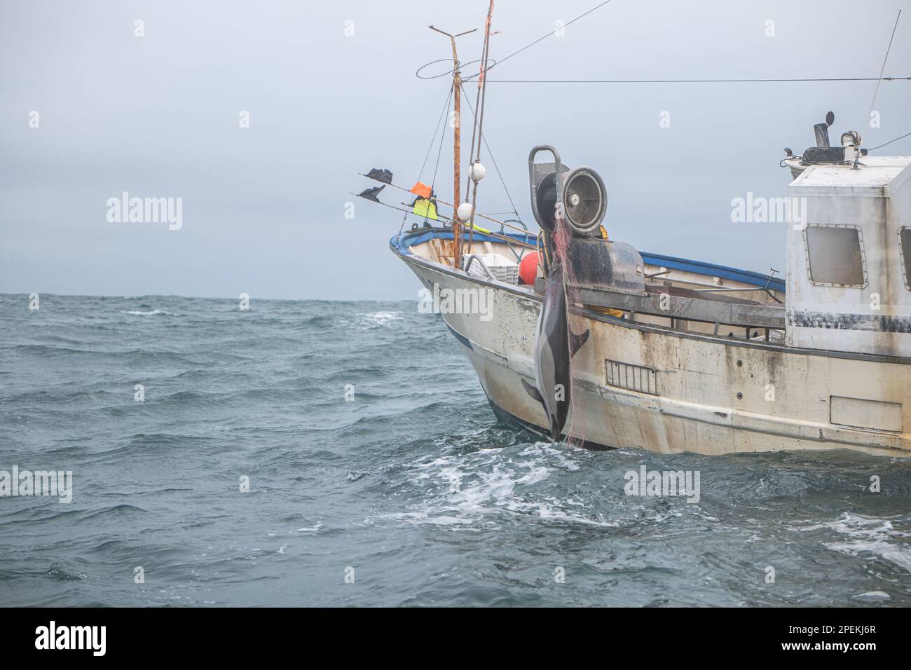 Unknown. 23rd Feb, 2023. Dead Dolphin in net of Fruit de la Passion boat pictured by Sea Shepherd team during sea patrol at Bay of Biscay, France in February 2023. Photo by Sea Shepherd France/ABACAPRESS.COM Credit: Abaca Press/Alamy Live News Stock Photo