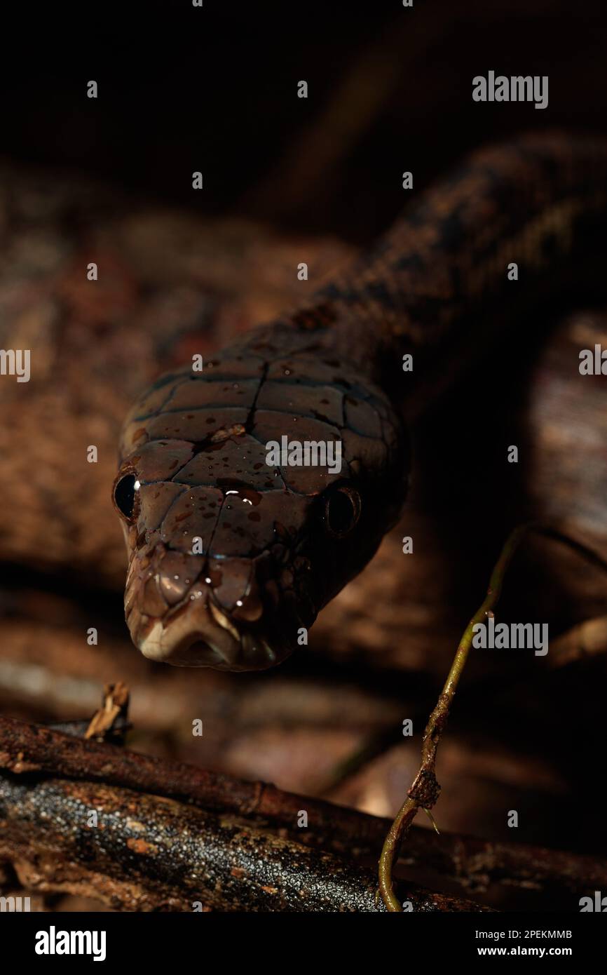 Scrub Python (Simalia kinghorni) on the forest floor of Djiru National ...