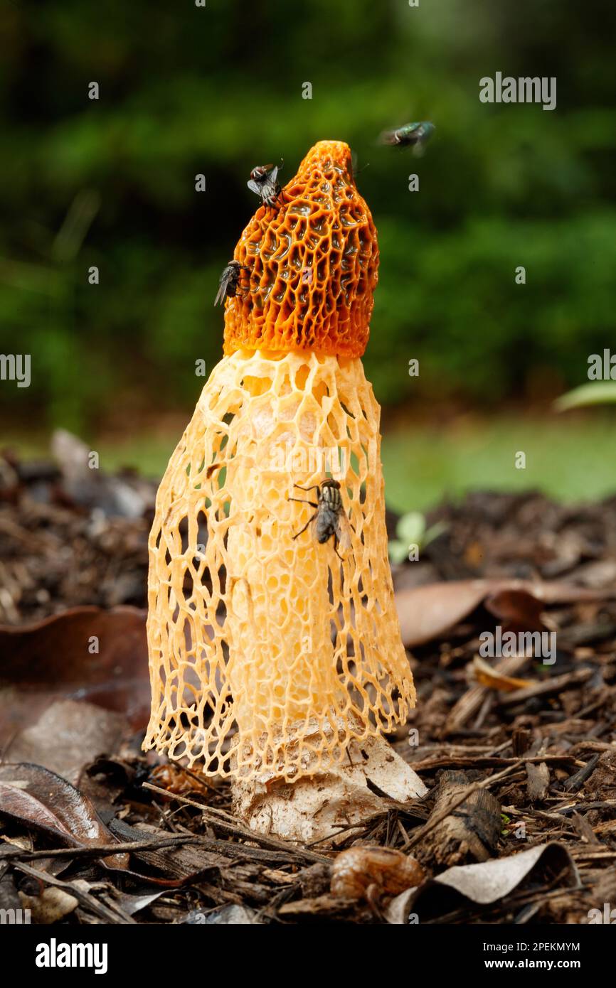 Yellow Bridal Veil Stinkhorn (Phallus multicolor) with flies attracted to its pungent secretions