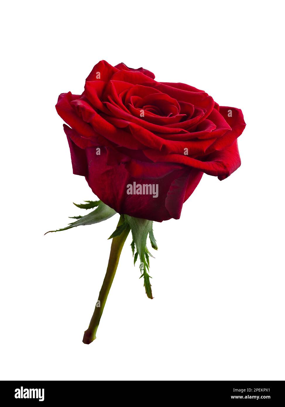Single bright red rose is on white background Stock Photo - Alamy