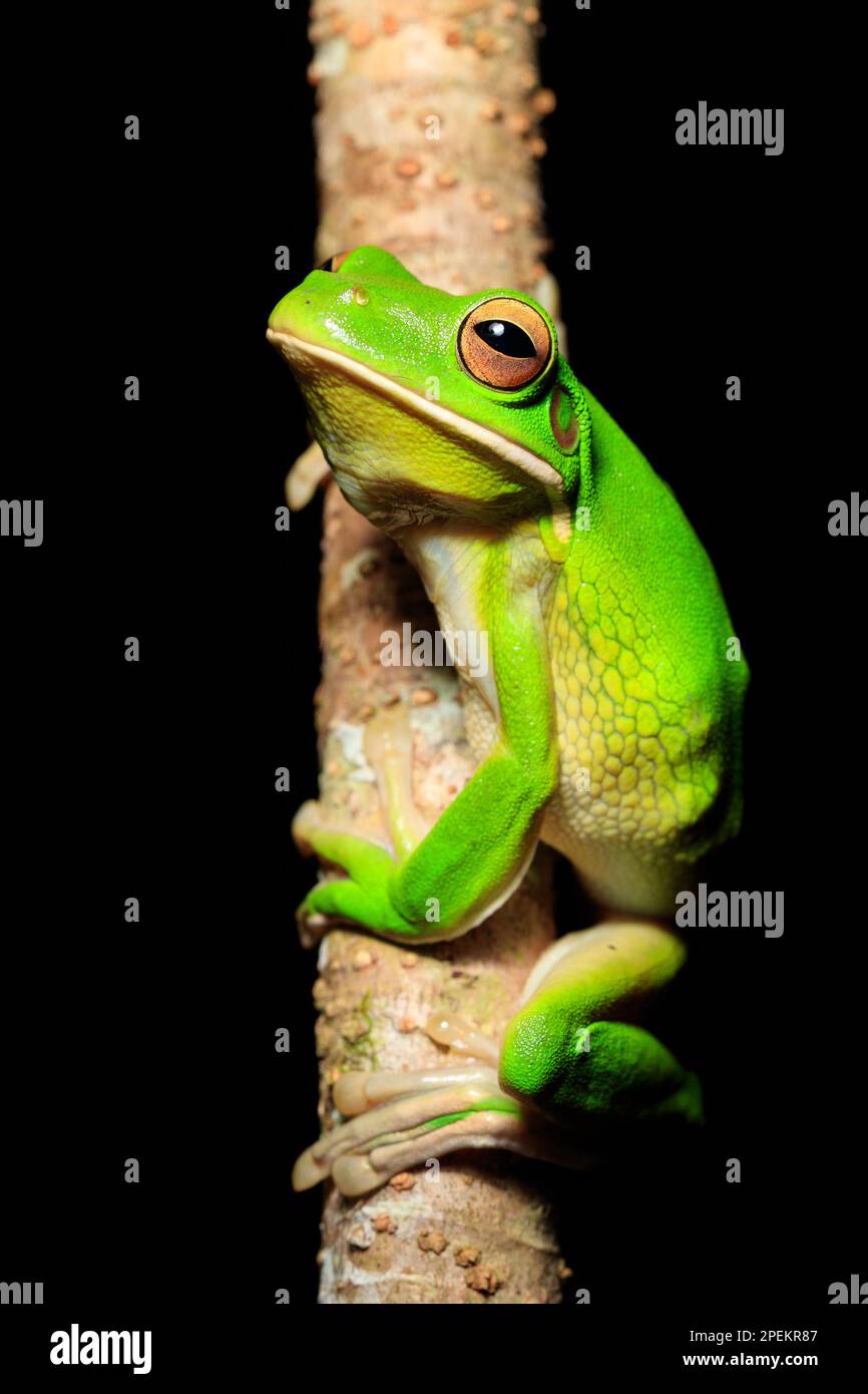 WhiteLipped Tree Frog (Litoria infrafrenata) Djiru National Park, Queensland, Australia Stock