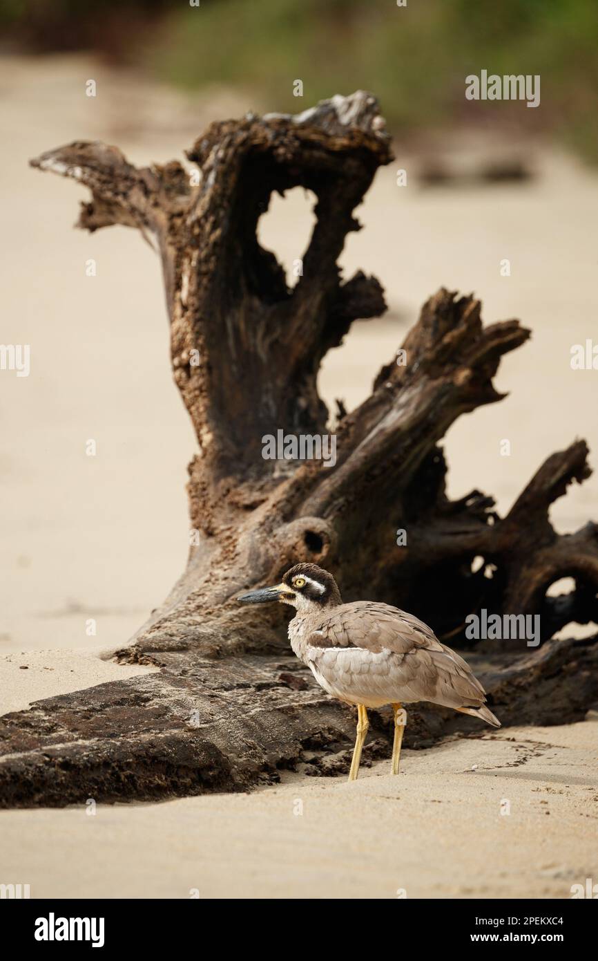 Beach StoneCurlew or ThickKnee (Esacus magnirostris) on the beach
