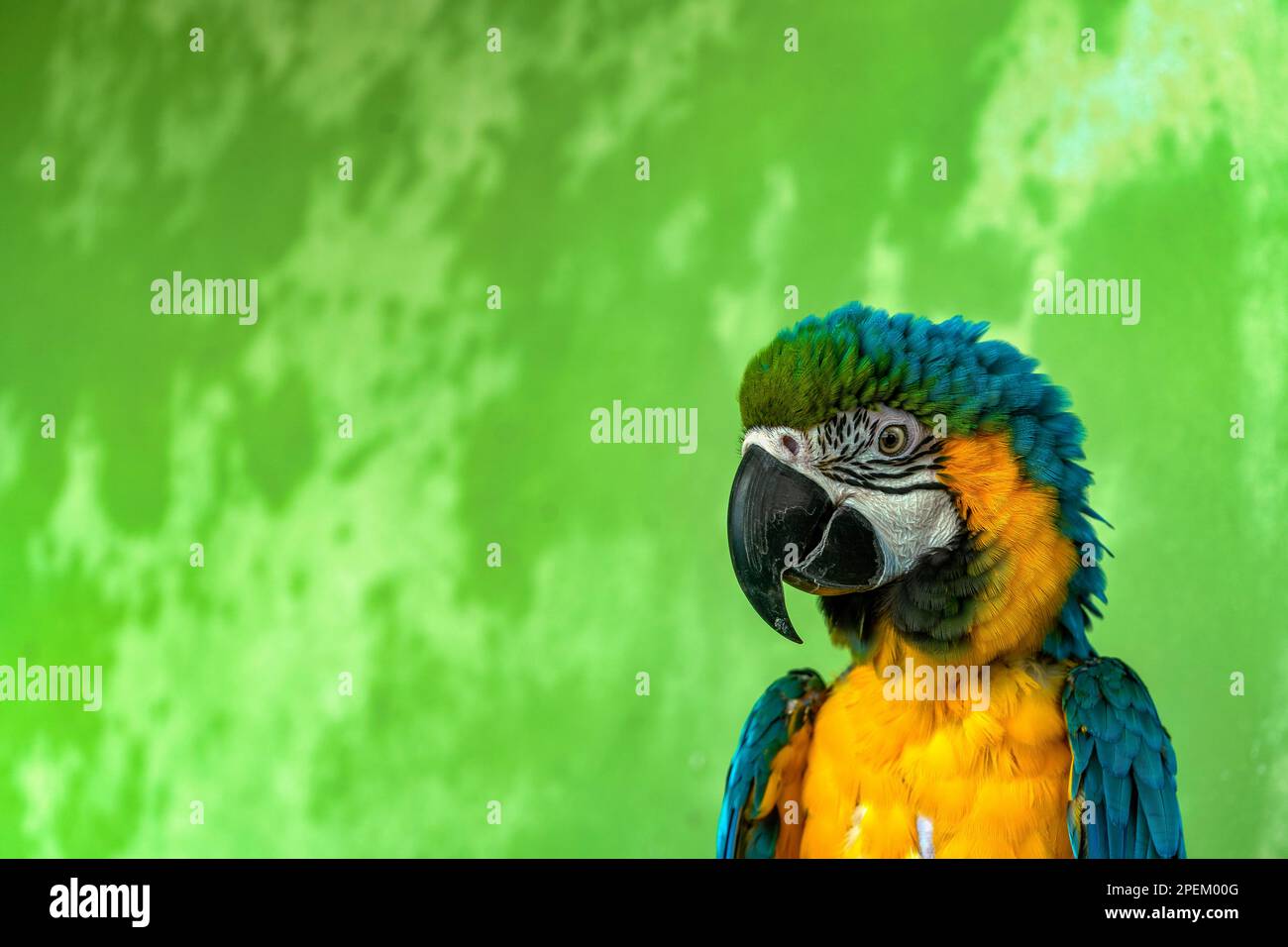 a blue and gold macaw is standing in front of a green wall Stock Photo