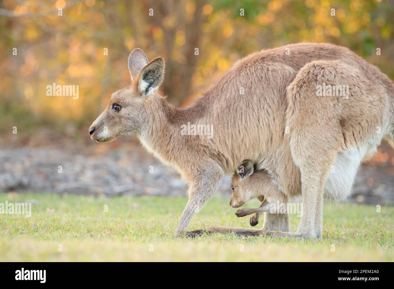 Eastern Grey Kangaroo (Macropus giganteus Stock Photo Alamy