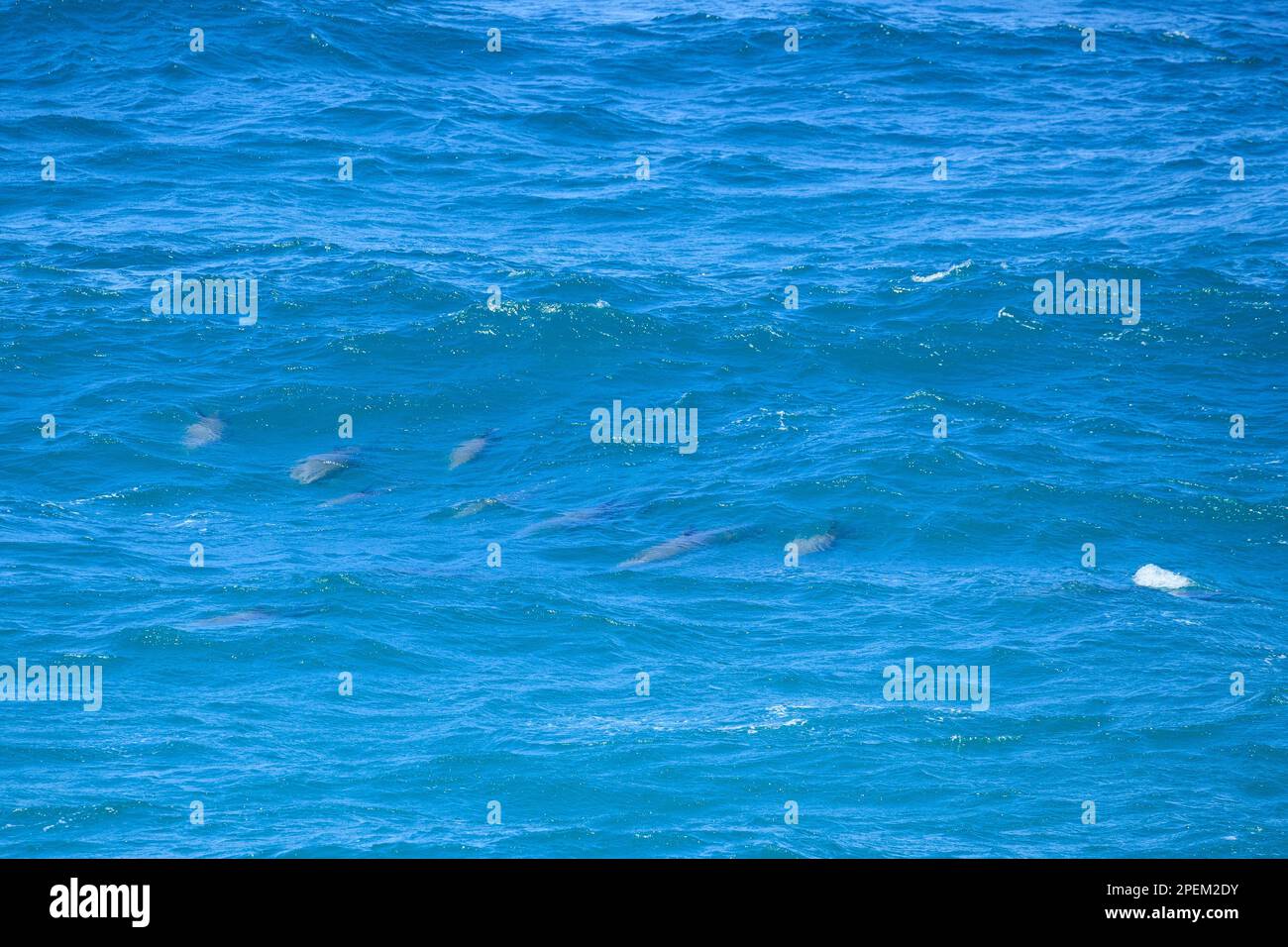 Pod of Dolphins nearby Point Lookout on Queensland' North Stradebroke Island Stock Photo