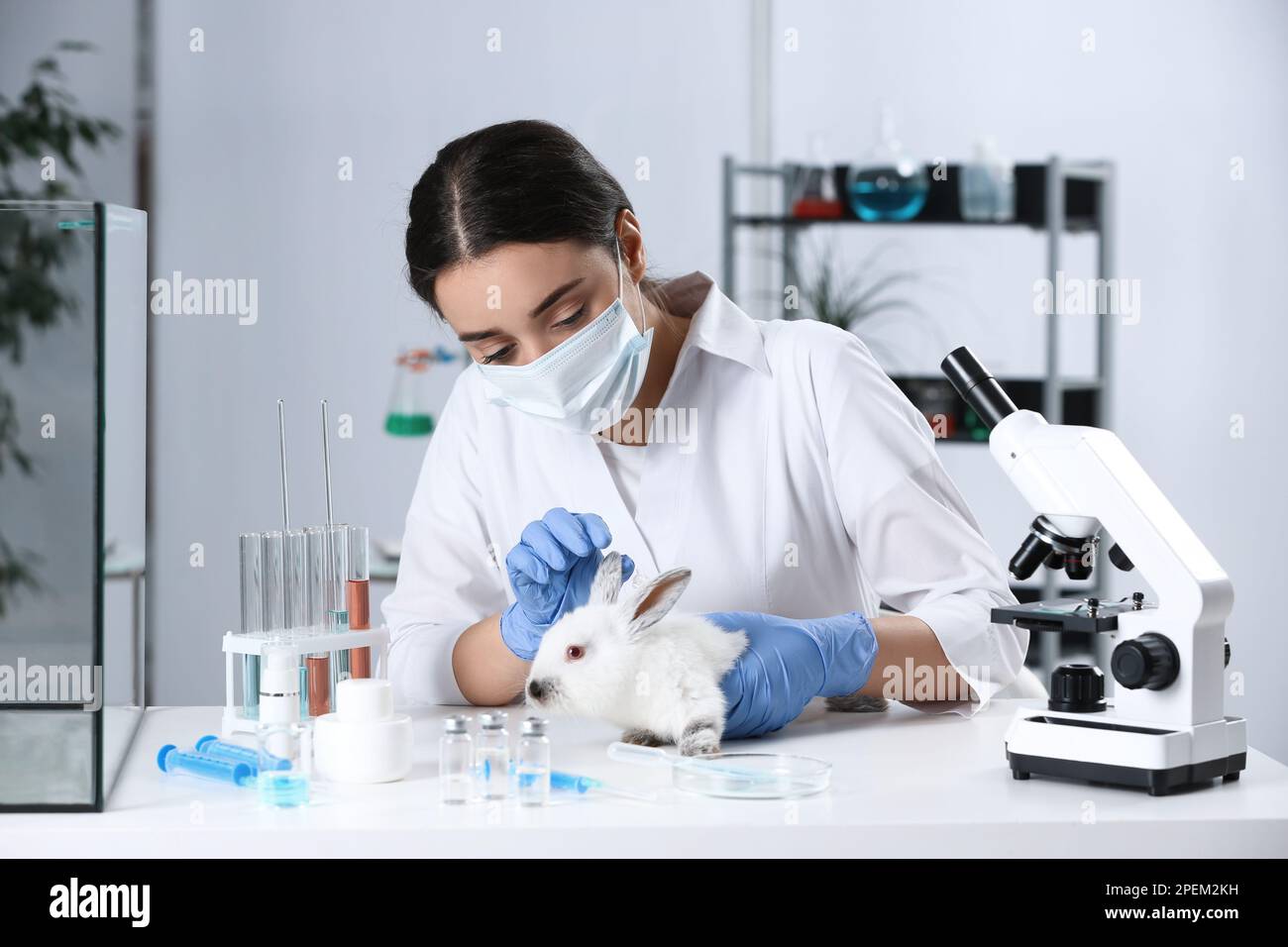 Scientist working with rabbit in chemical laboratory. Animal testing