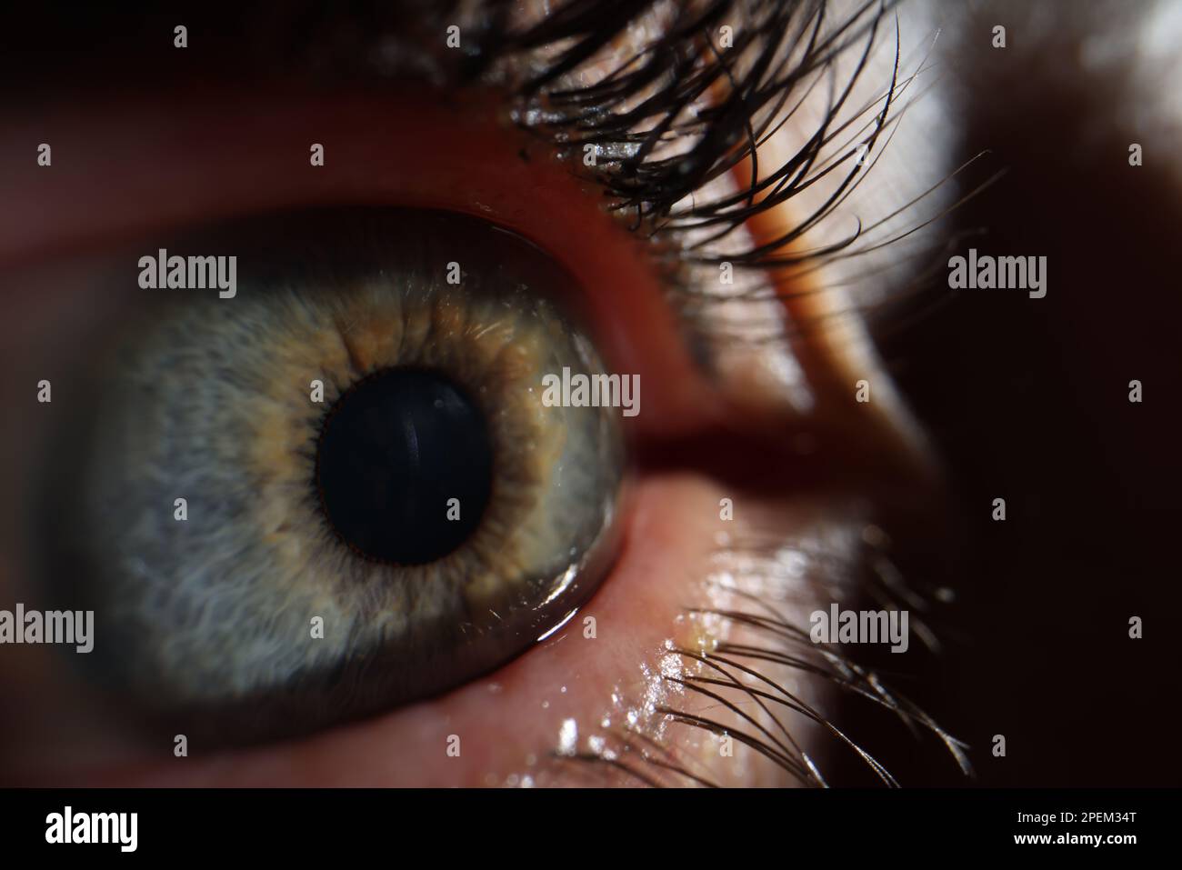 Extreme closeup macro Image of human eye Stock Photo - Alamy
