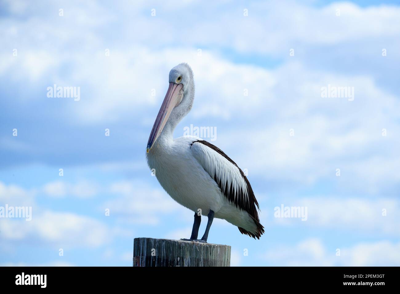 Australian Pelican (Pelecanus conspicillatus) resting atop a wooden pole at the Amity Point Jetty on North Stradebroke Island, Queensland, Australia Stock Photo