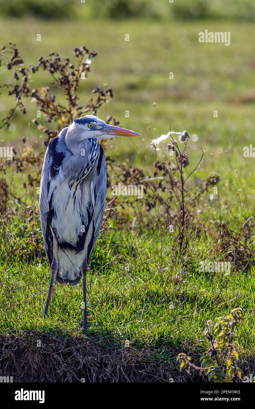 Slender Bird Examples Exhibiting slender hi-res stock photography and images - Alamy