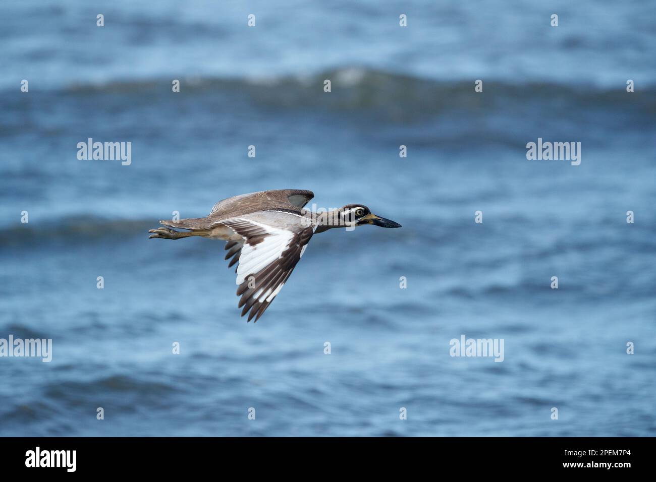 Beach StoneCurlew or ThickKnee (Esacus magnirostris) on the beach