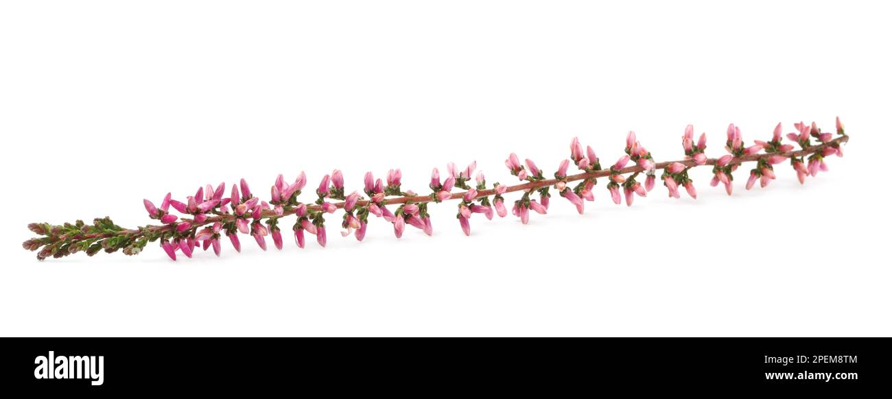 Sprig of heather with beautiful flowers isolated on white Stock Photo