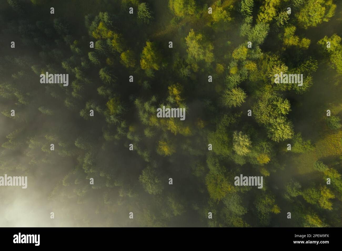 Aerial view of beautiful landscape with misty forest Stock Photo - Alamy