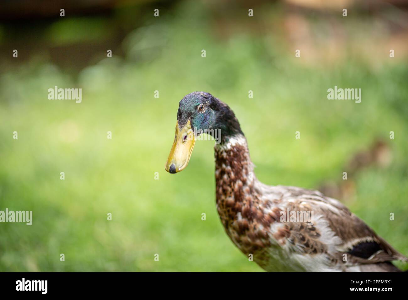 Indian runner duck, farmland animal on a garden, closeup Stock Photo