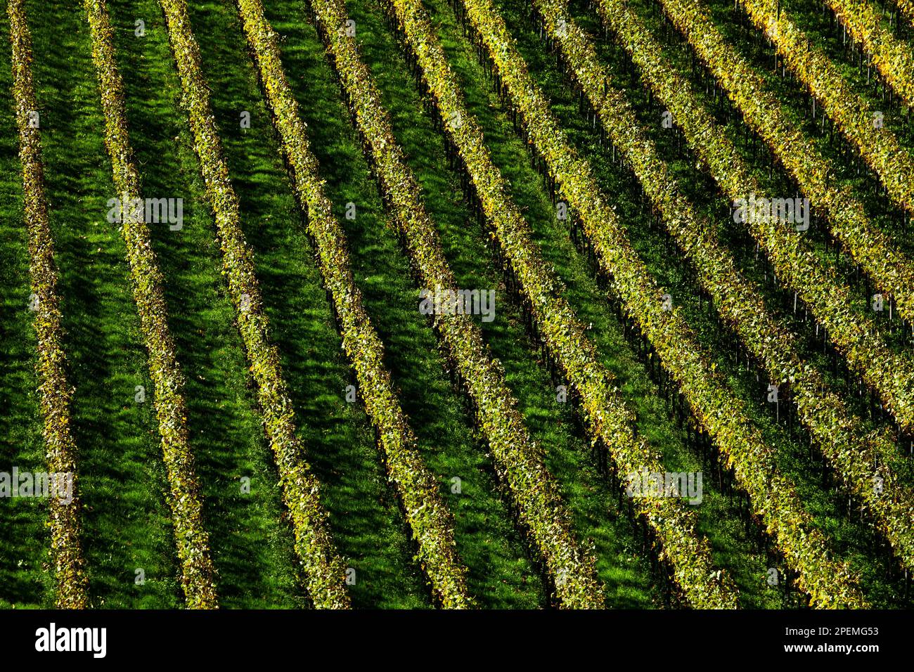 Vine rows in a vineyard, Kaiserstuhl, Baden-Württemberg, Germany Stock Photo