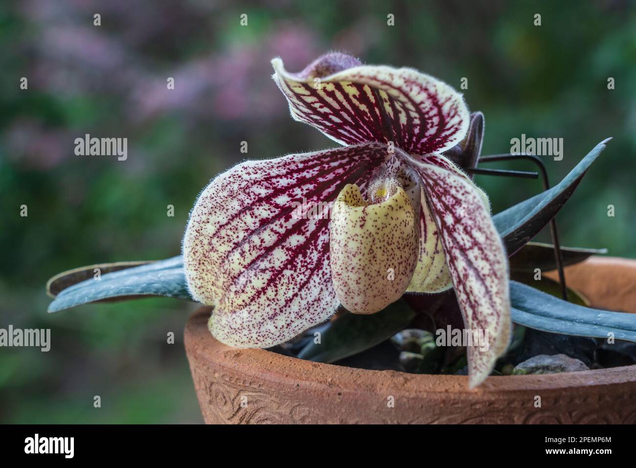 Closeup view of purple red and creamy white flower of lady slipper orchid species paphiopedilum myanmaricum blooming outdoors on natural background Stock Photo