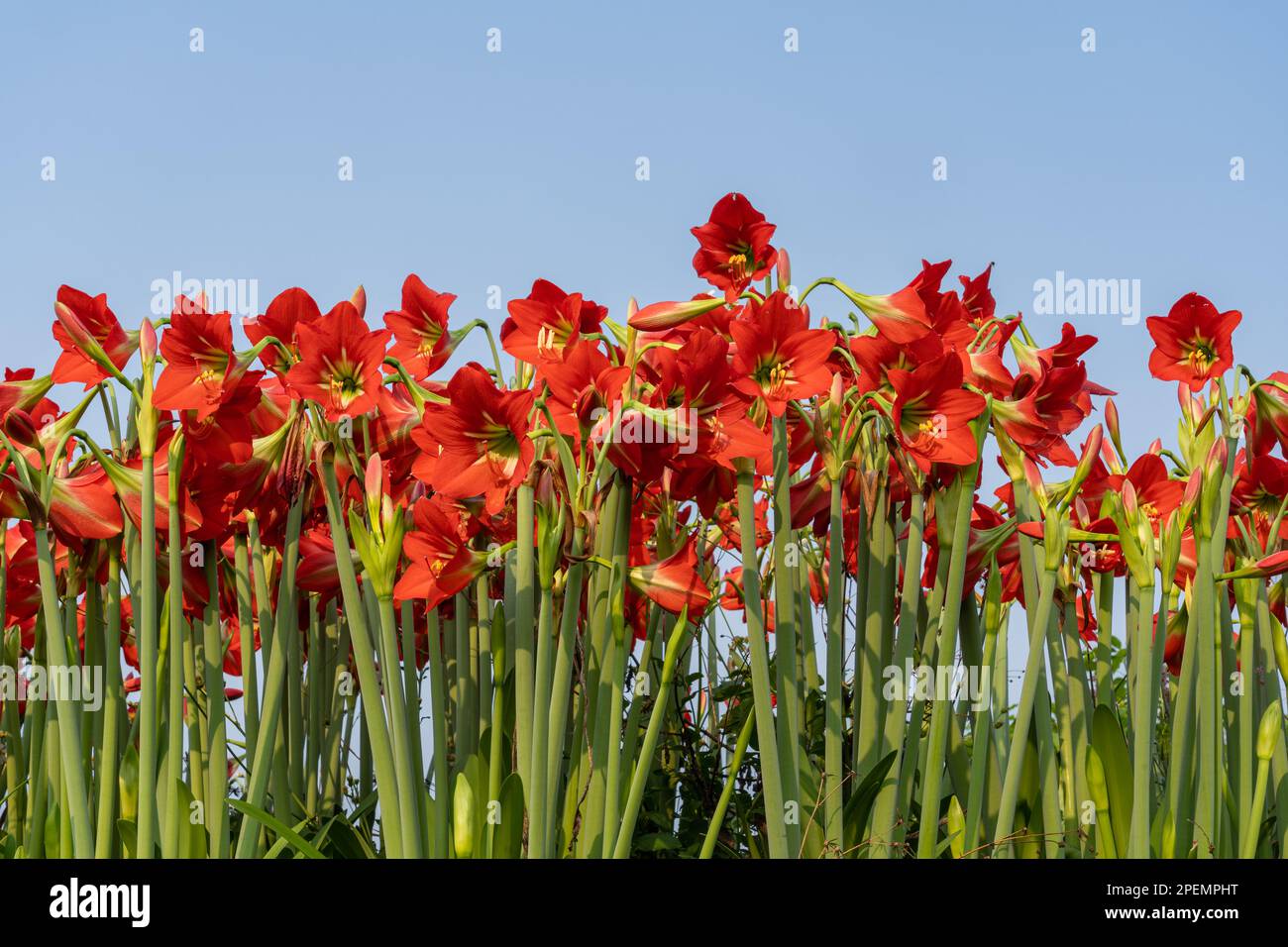 Closeup view of red flowers of hippeastrum puniceaum aka Barbados lily, Easter lily or cacao lily blooming outdoors isolated on blue sky background Stock Photo