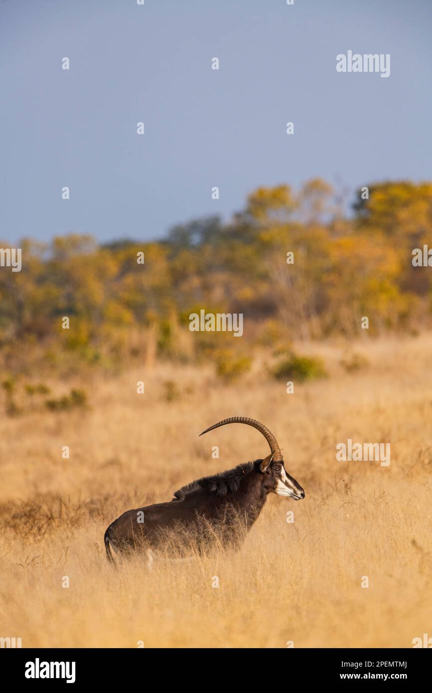 Sable antelope walking hi-res stock photography and images - Alamy