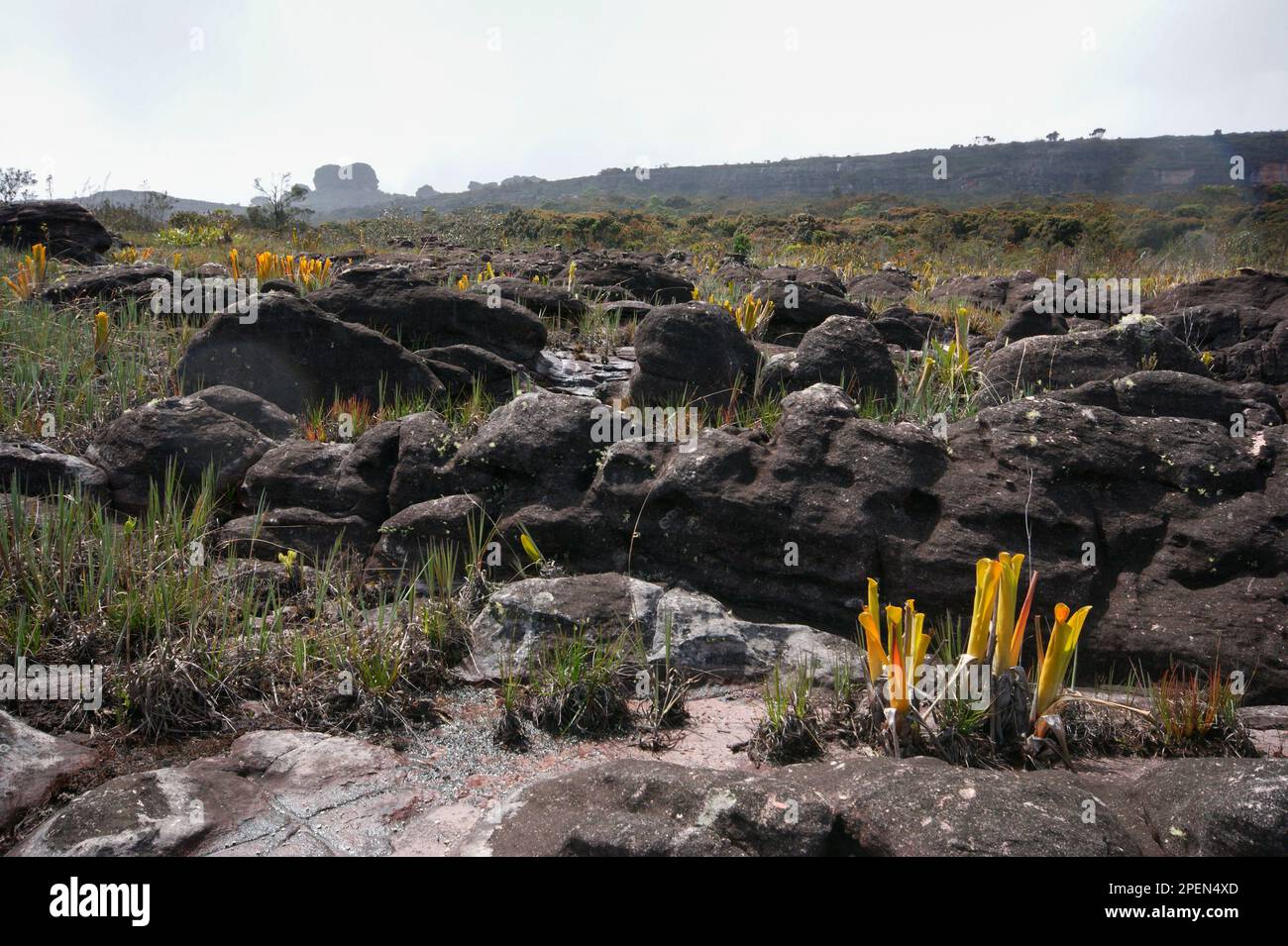 Landscape with black sandstone rocks and the yellow pitchers of the carnivorous bromeliad Brocchinia reducta on the plateau of Auyan Tepui, Venezuela Stock Photo