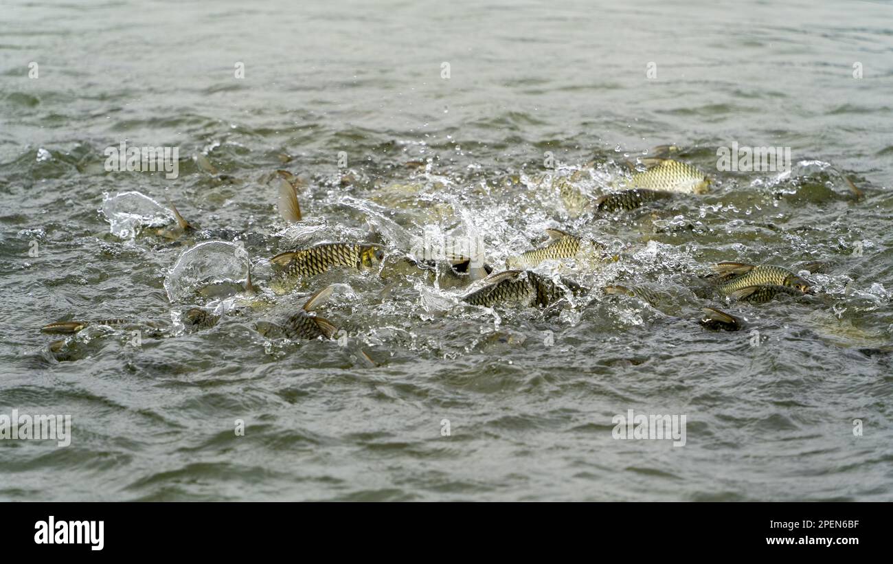 Hungry school of fish fight for food while feeding, creating splashes Stock Photo Alamy