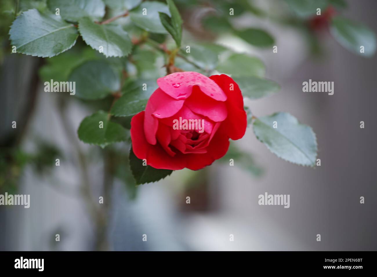 A beautiful red rose on a soft, blurred background with green leaves ...