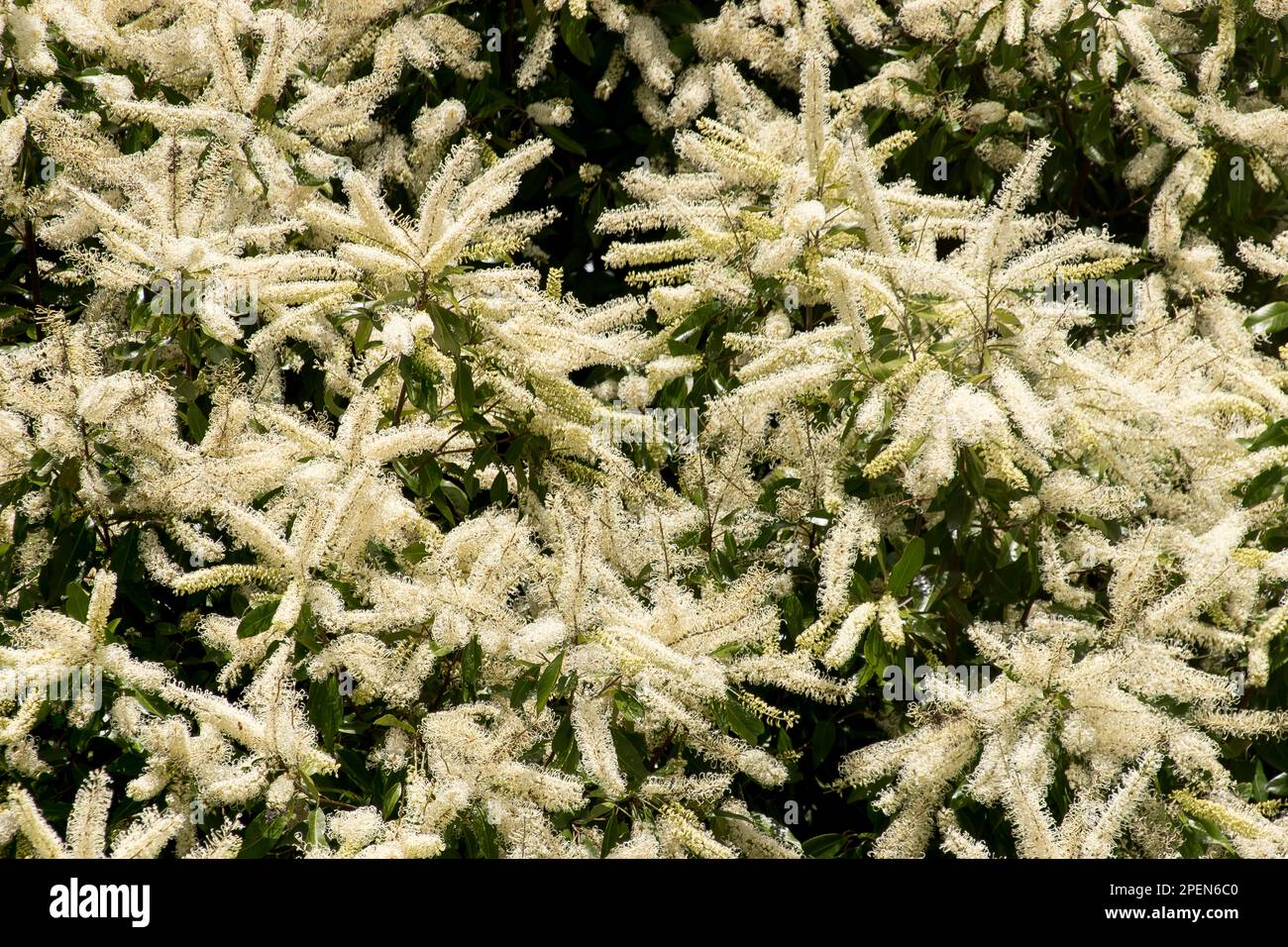 Huge mass of fragrant white blossom of Australian Ivory Curl tree, buckinghamia celsissima, in summer in Queensland garden. Background. Stock Photo