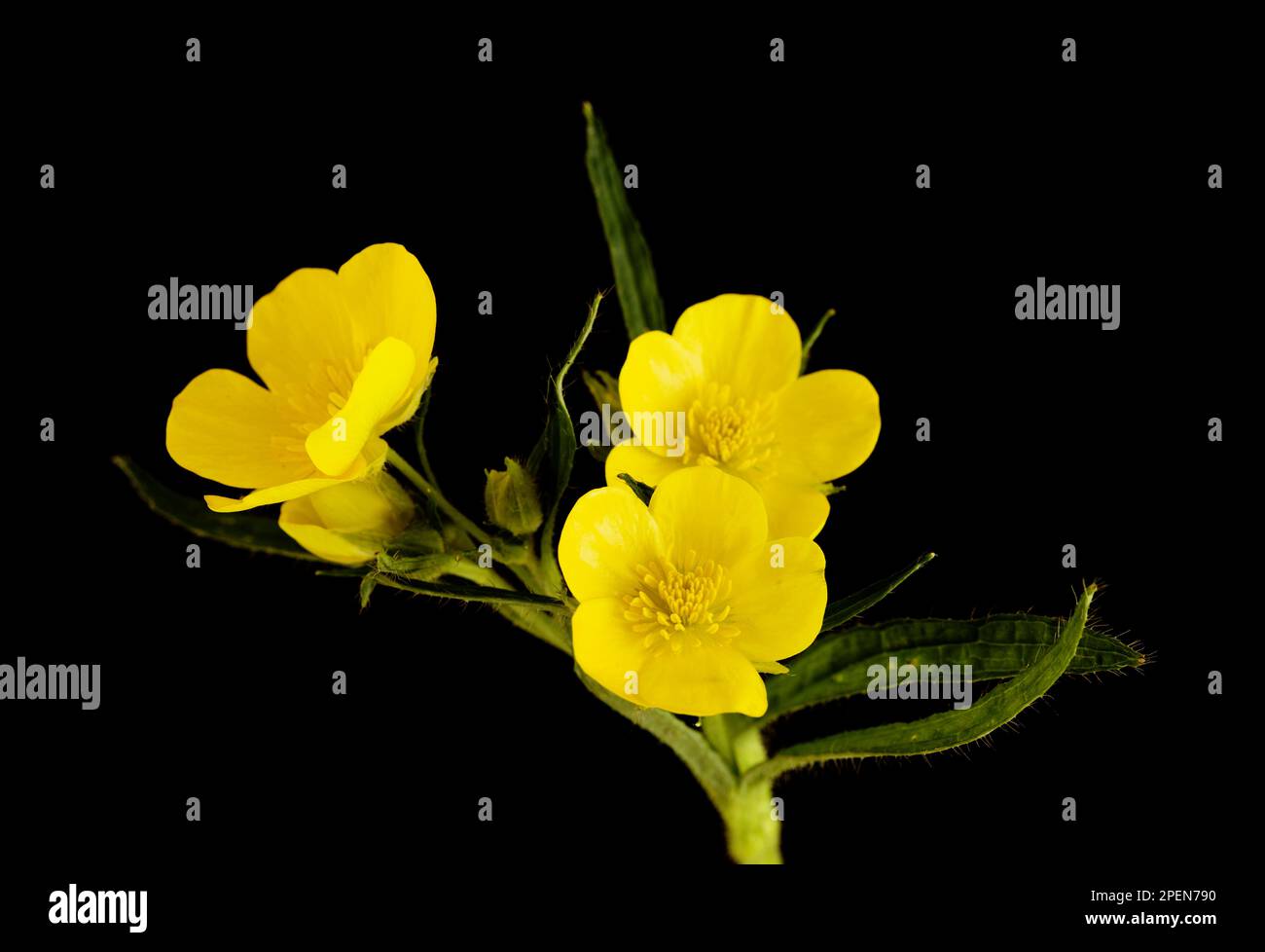 Flora of Gran Canaria - bright yellow flowers of Ranunculus ...
