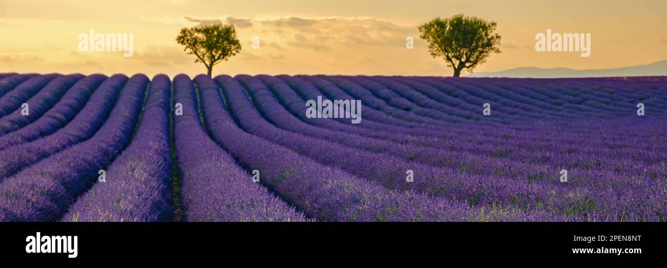 Provence, Lavender field at sunset, Valensole Plateau Provence France blooming lavender fields. Europe.  Stock Photo