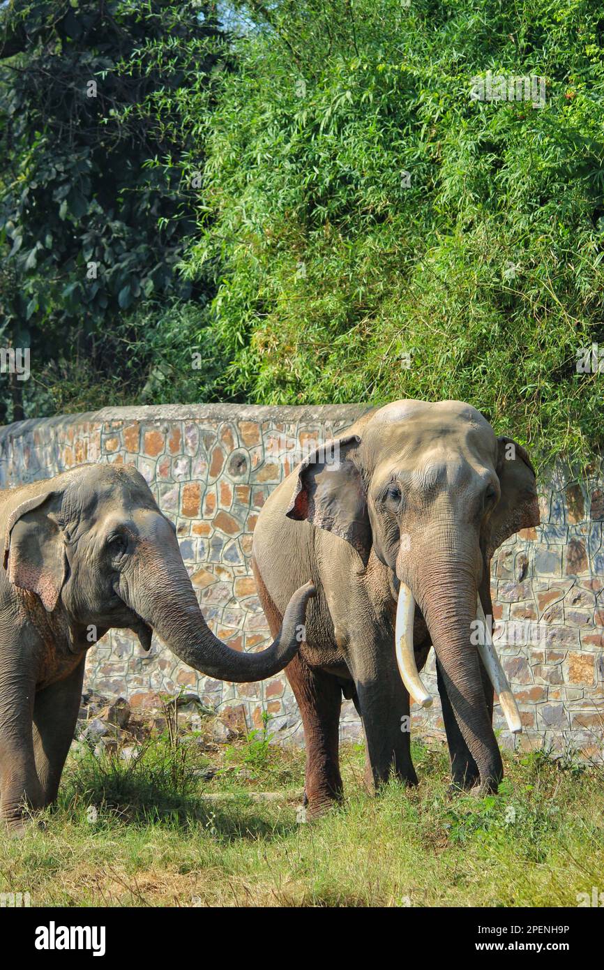 Two Asian wild elephant partners affectionately playing with their ...
