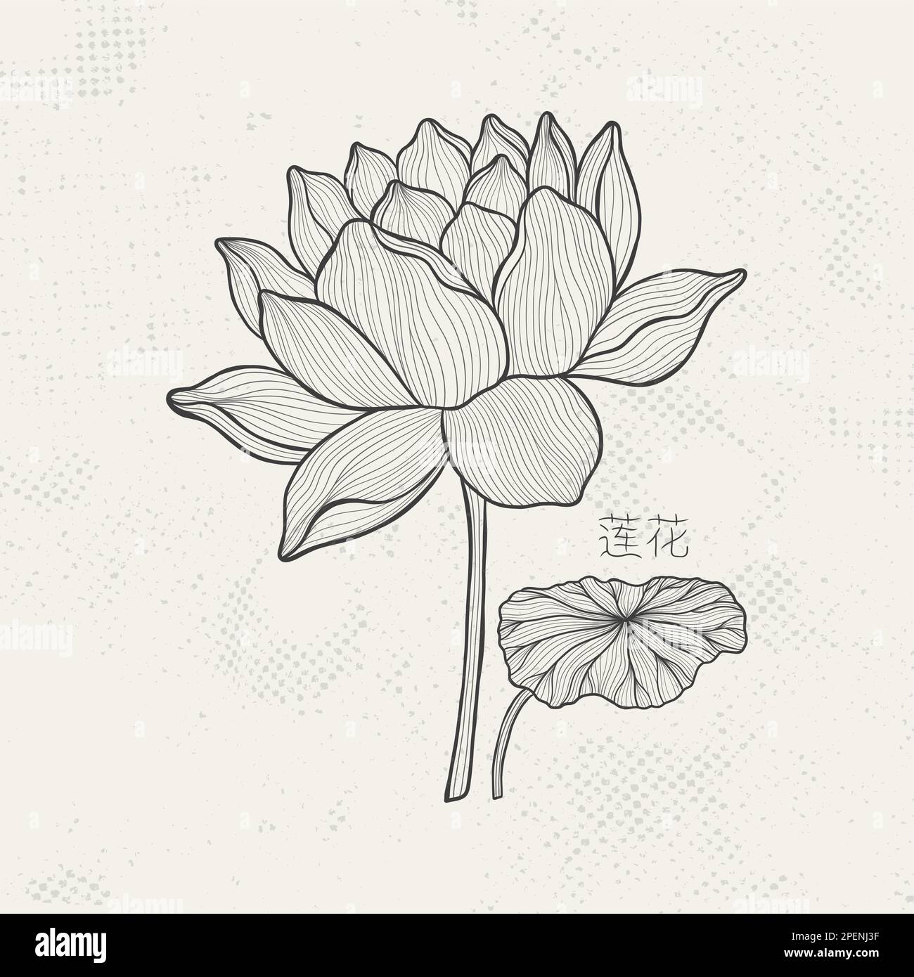 Lotus sketch with fine graceful lines. Isolated flower on a light