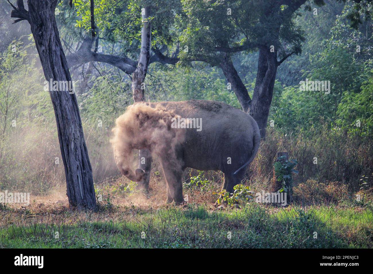Young, happy male elephant having a sand dust bath spraying dust with his trunk in Delhi Zoo, India Stock Photo