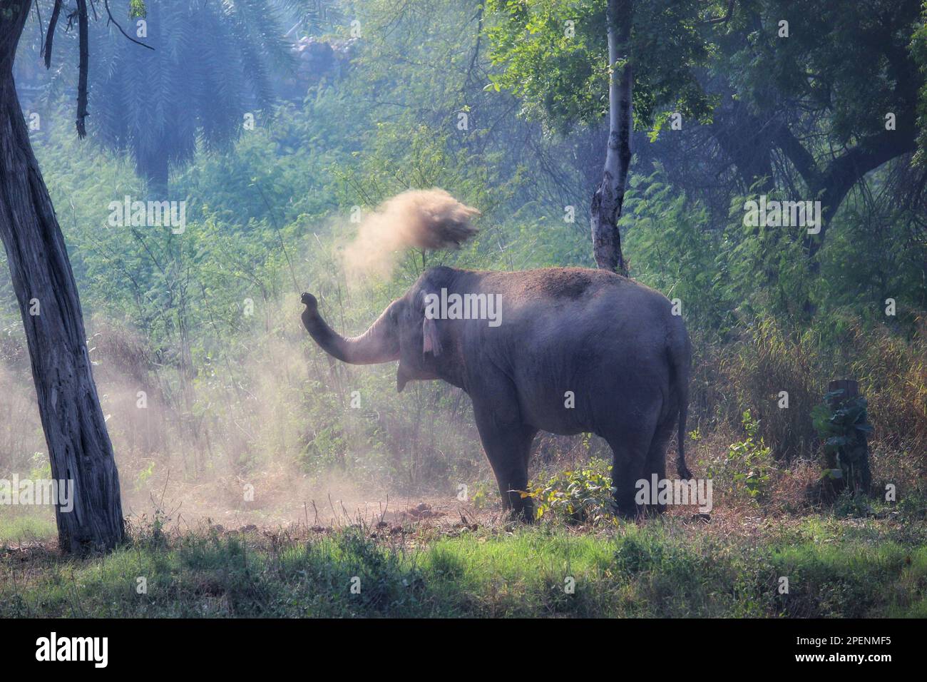 Young, happy male elephant having a sand dust bath spraying dust with his trunk in Delhi Zoo, India Stock Photo