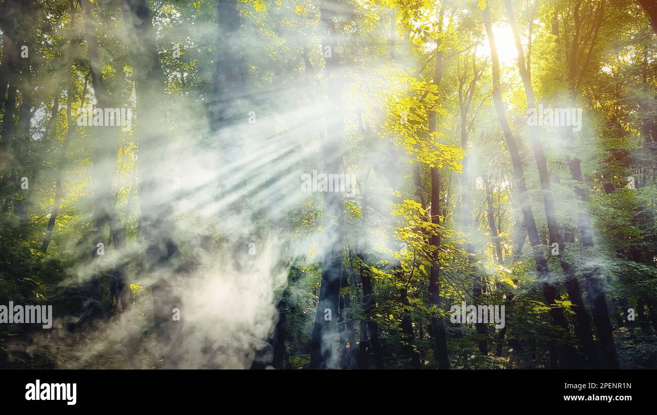 Sun rays passing through the smoke through the forest Stock Photo - Alamy