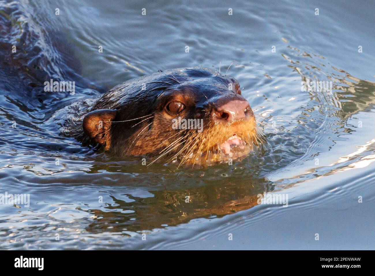 A Smooth-coated otter (Lutrogale perspicillata) swimming on the Singapore River. Stock Photo