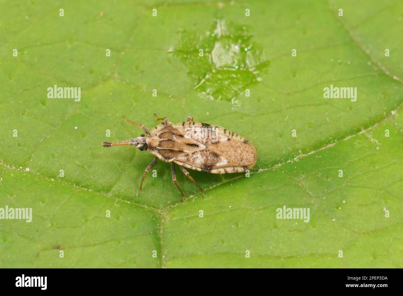 Natural closeup on the grey-brown thistle plant parasite lacebug , Tingis cardui Stock Photo