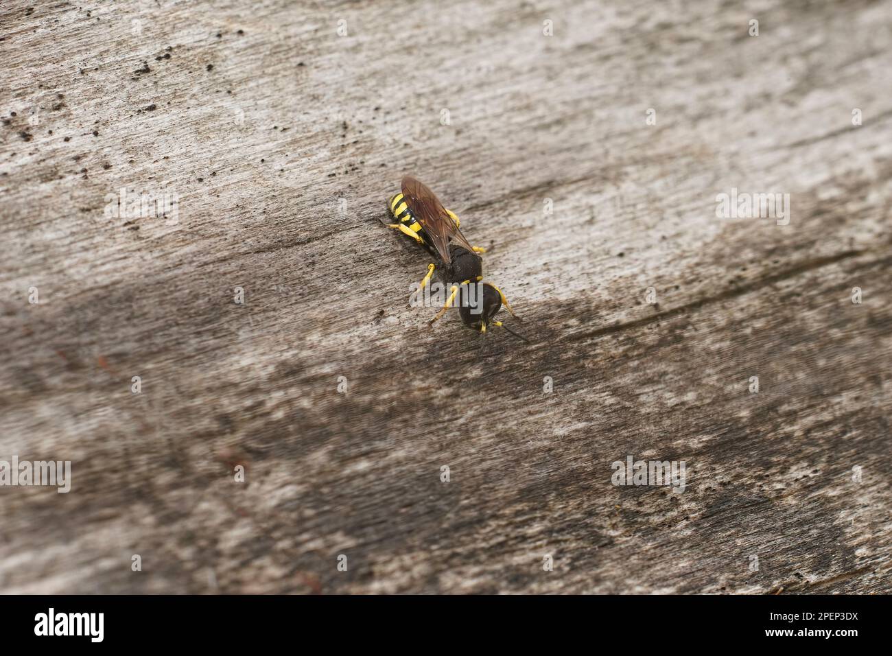 Natural closeup on a common square-headed crabronid wasp Ectemnius continuus, sitting on wood Stock Photo