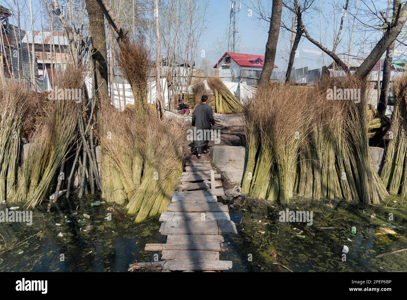 A man walk along a wooden bridge next to unpeeled twigs used in wicker ...
