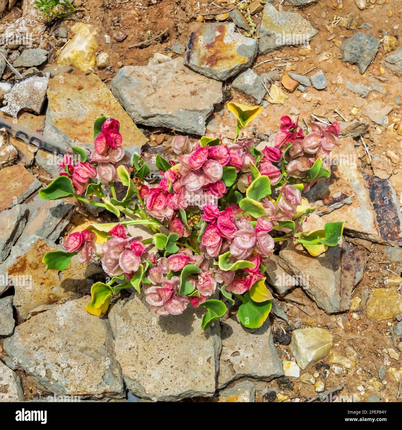 Desert Blooms among ruins Stock Photo