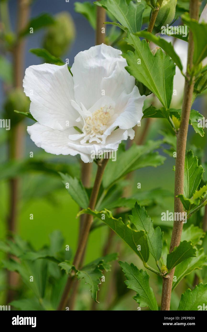 Hibiscus syriacus Notwoodtwo, deciduous shrub, white flowers outer