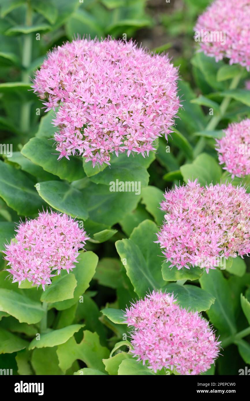 Sedum Pink Bomb, starry pink flowers, succulent cupped blue/green compact foliage Stock Photo
