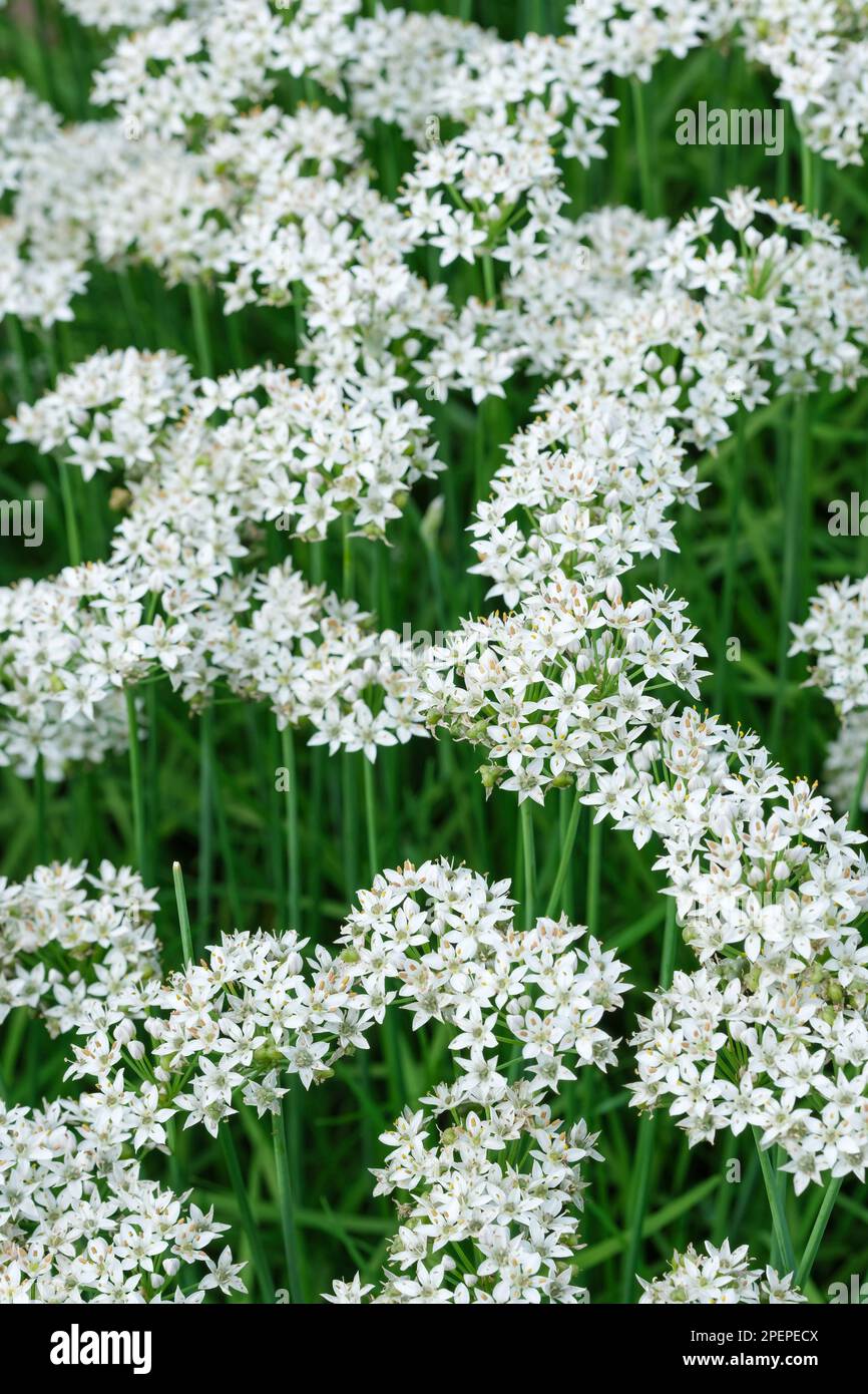 Allium tuberosum, garlic chives, Chinese chives, Chinese Leek