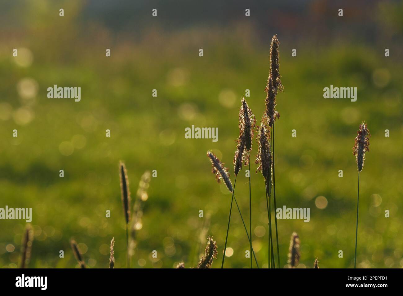 closeup of grass on the meadow. sunny morning in springtime Stock Photo