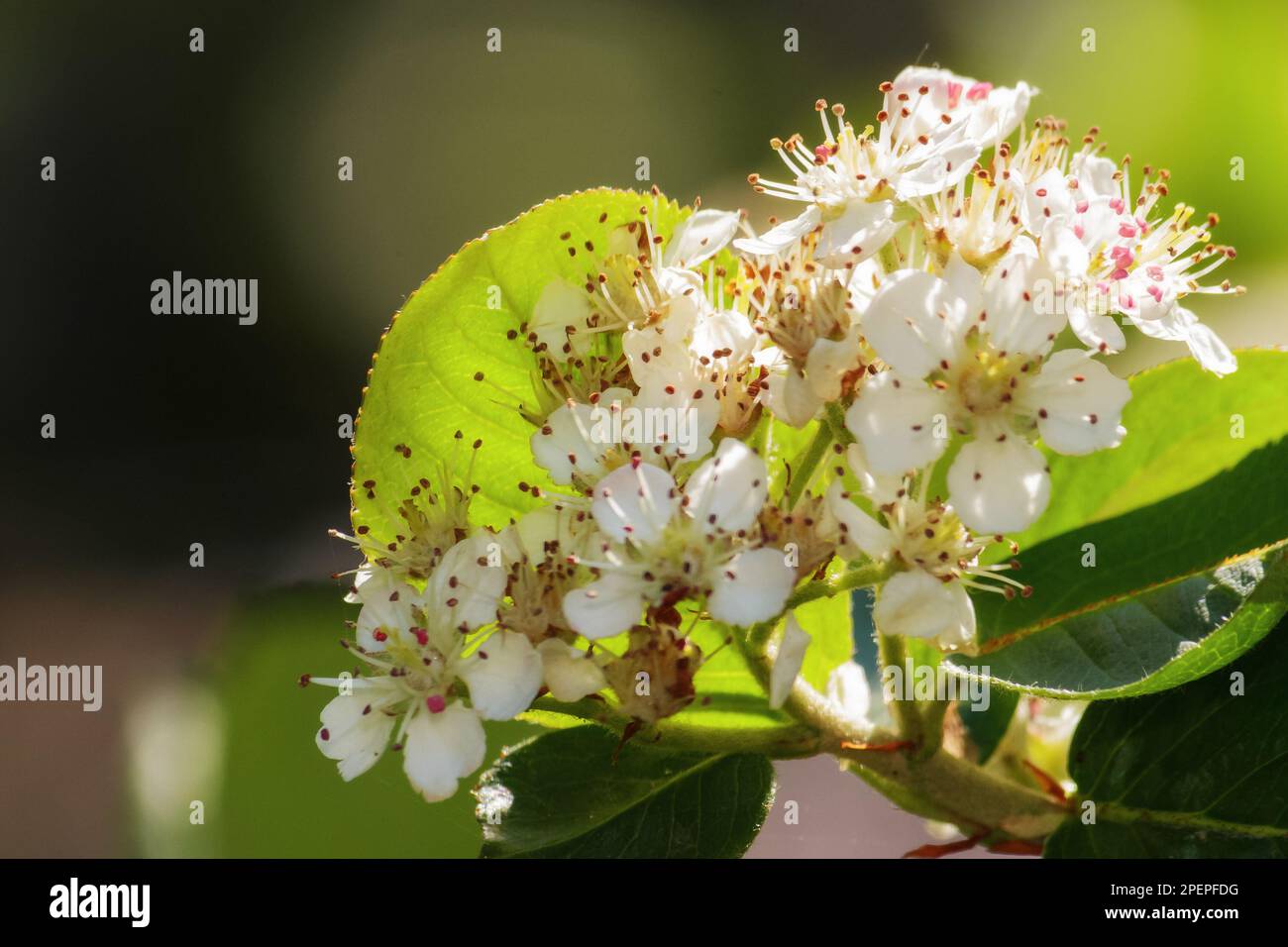 blossoming apple tree in the park. easter and springtime greeting card background concept Stock Photo