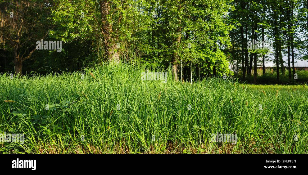 grass in the woodland on a sunny day Stock Photo