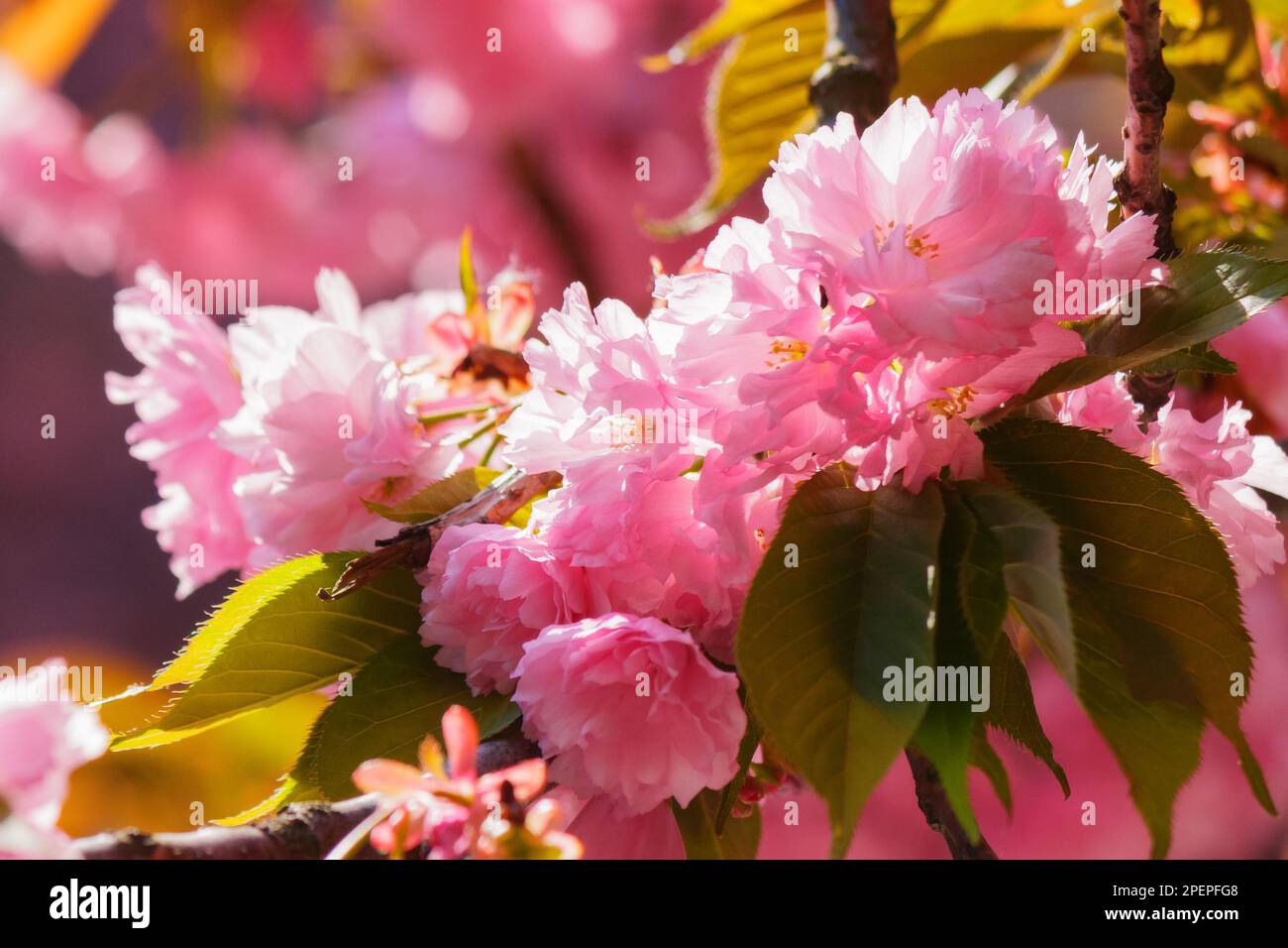 sakura blossom on a sunny day. spring garden background Stock Photo