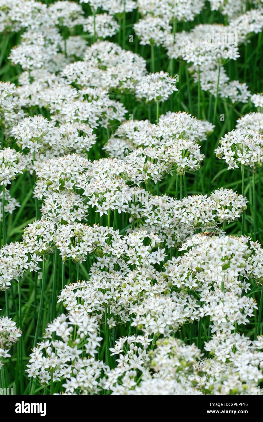 Allium Tuberosum, Garlic Chives, Onion Like Plant Used Culinary And ...