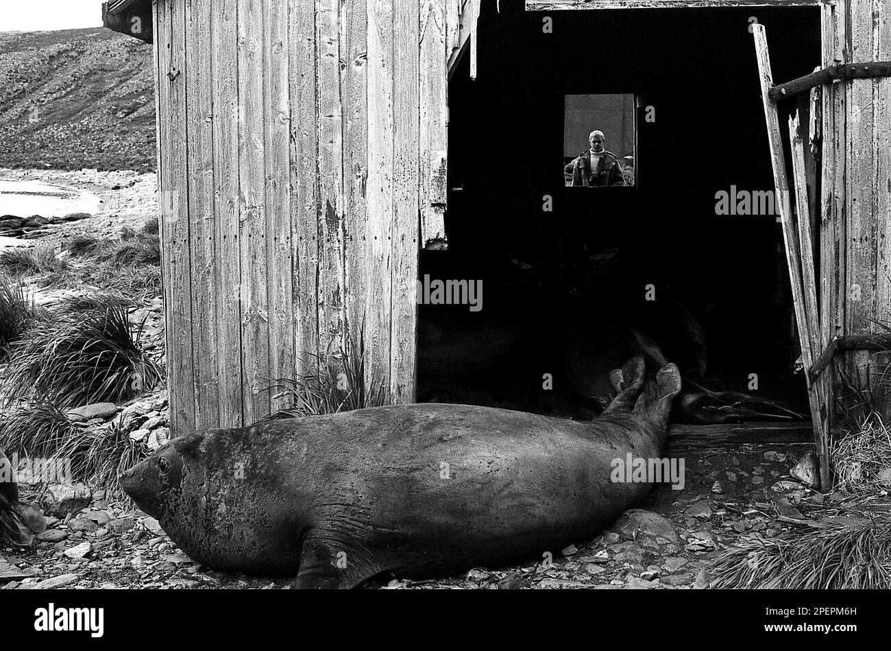 SEAL SHED2 South old whaling station sheds now
