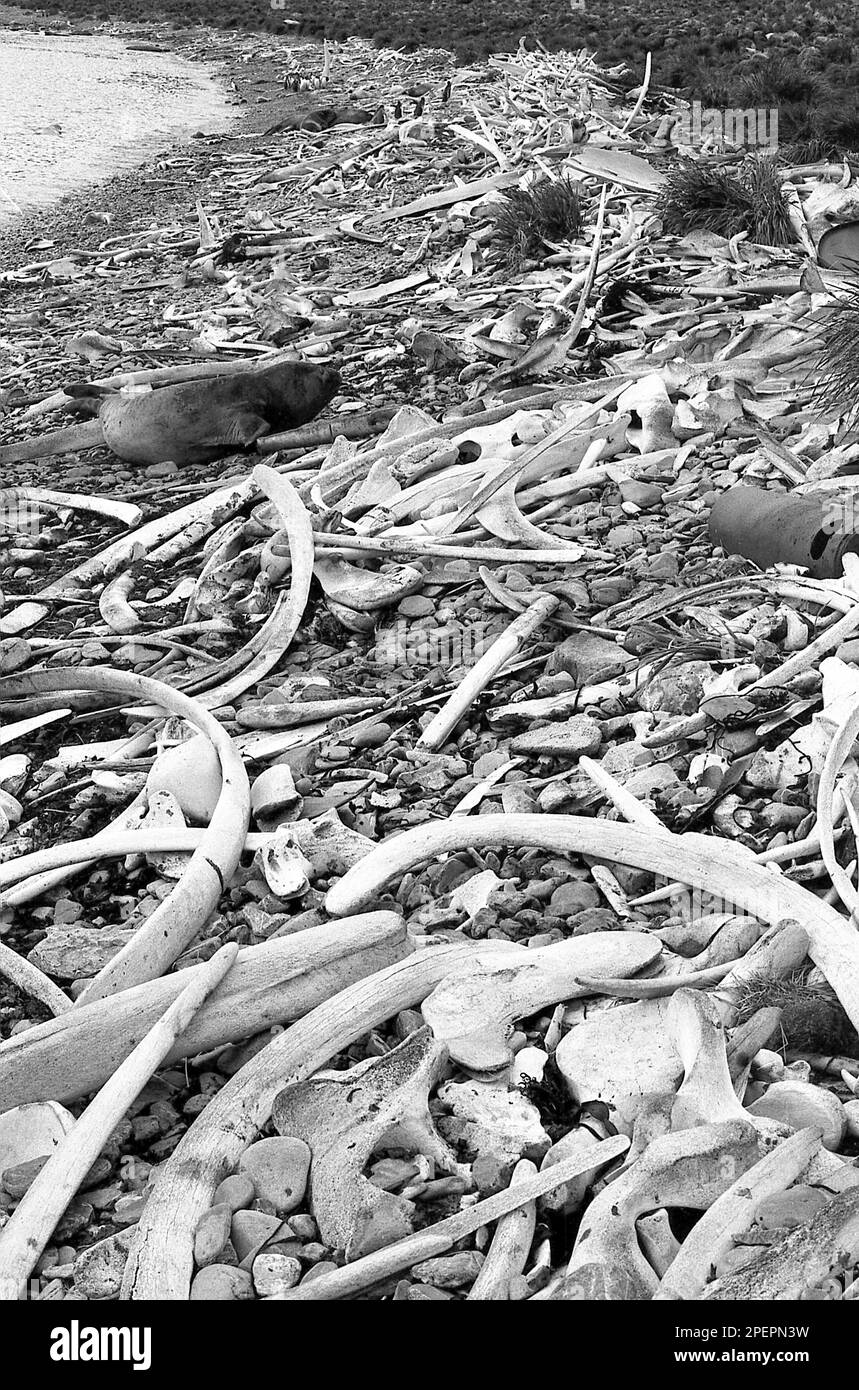 Antarctica deception island bones hires stock photography and images